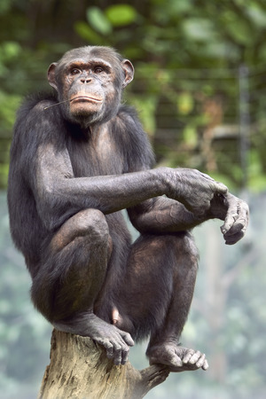 Chimpanzee sitting on a tree trunkの写真素材