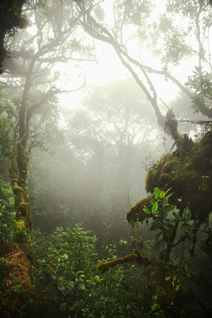 Trees in a forest