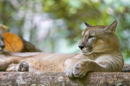 Close-up of lioness restingの写真素材