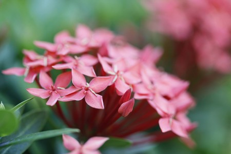 Red ixora, close-upの写真素材