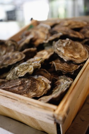 Oystersの写真素材