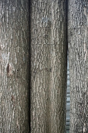 Tree trunkの写真素材