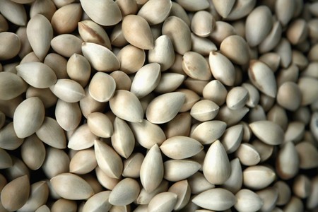 Gingkoの写真素材