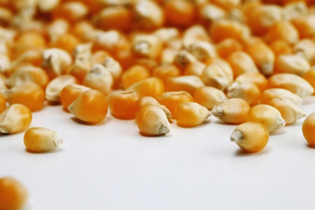 Corn kernelsの写真素材