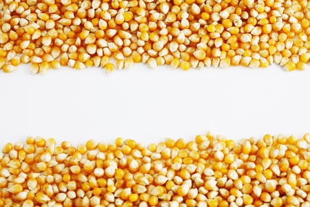 Corn kernelsの写真素材