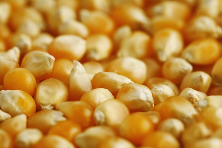Corn kernelsの写真素材