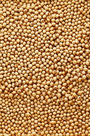 Soybeansの写真素材