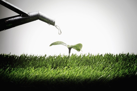 Watering can and seedlingの写真素材