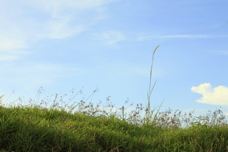 Grassy meadowの写真素材