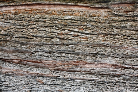  Bark of a tree
