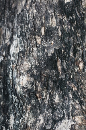 Bark of a treeの写真素材