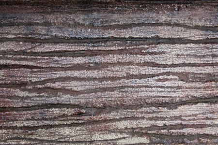 Wood grain