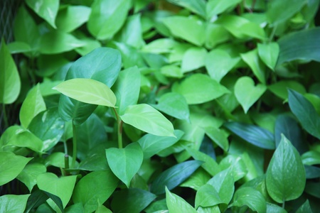 Green leavesの写真素材