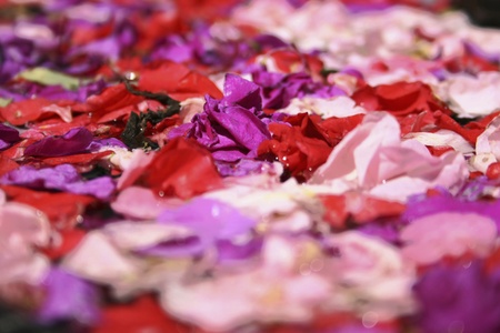 Flower petals floating on waterの写真素材
