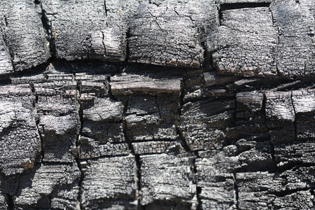 Old tree bark