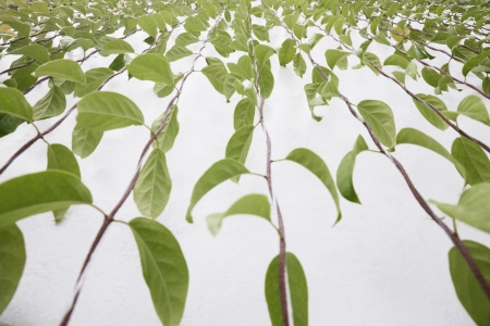 Plants hanging against wall