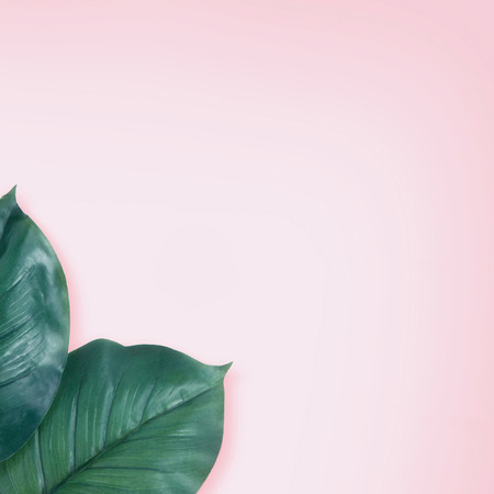 Leaves on pastel backgroundの写真素材
