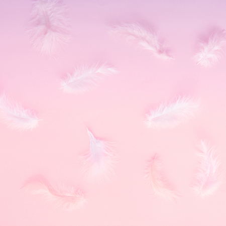 Feathers on pastel backgroundの写真素材