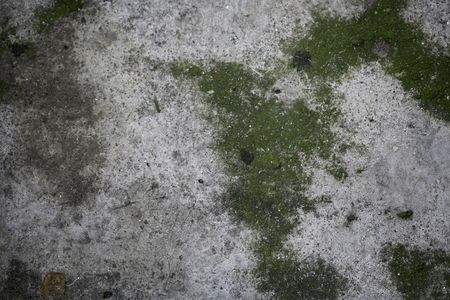 Moss on wallの写真素材