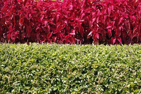 Flowers and hedges
