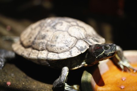 Tortoise