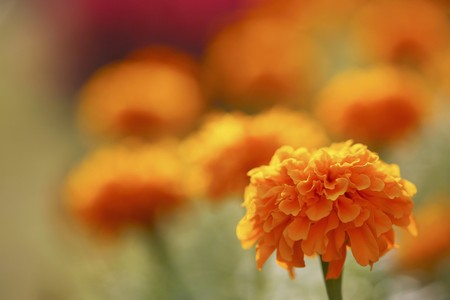 Flowers in a fieldの写真素材