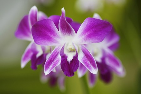 Purple orchidsの写真素材