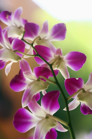 Orchidの写真素材