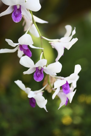 Orchidの写真素材