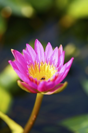 Water lilyの写真素材