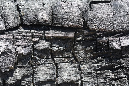 Old tree barkの写真素材