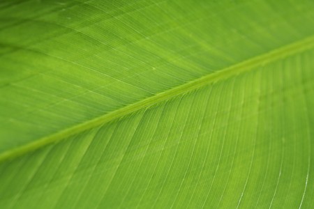 Close-up of leaf textureの写真素材