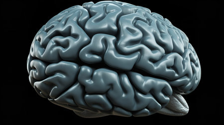 A 3D clipart image of a human brain, simplified and stylized for easy understanding. Ideal for application in various educational contexts.の素材