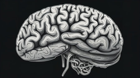 A clipart image of a human brain, simplified and stylized for easy understanding and application in various educational contexts.の素材