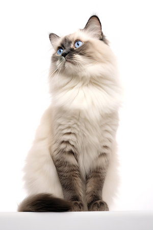Photography of a Ragdoll Cat posing against a white background.の素材
