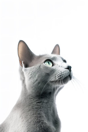 Photography of a Russian Blue Cat watching against a white background.の素材