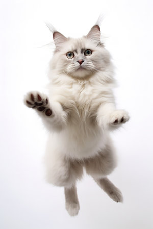 Photography of a playing Ragdoll Cat against a white background.の素材
