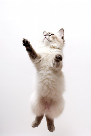 Photography of a playing Ragdoll Cat against a white background.の素材