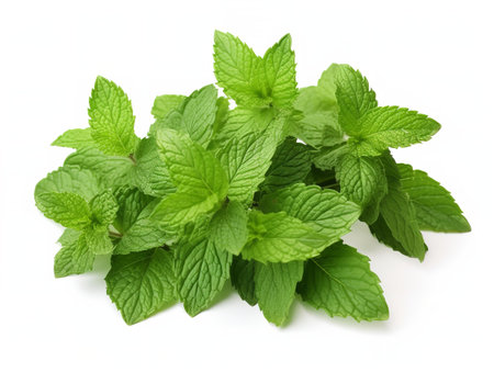 Fresh Mint Leaf Herbal Organic Isolated on White Background AI Generatedの素材