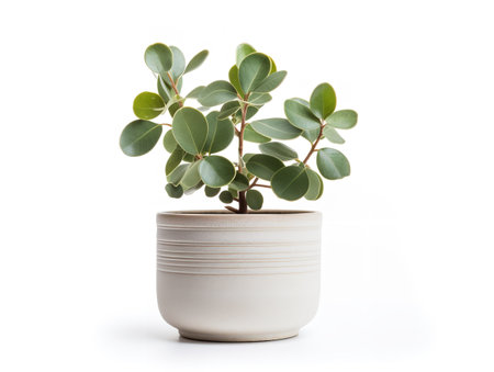 Ceramic Plant Pot Home Decor Isolated on White Background AI Generatedの素材