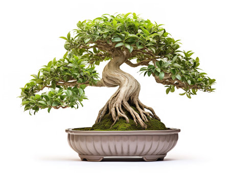 Potted Bonsai Tree Miniature Garden Isolated on White Background AI Generatedの素材