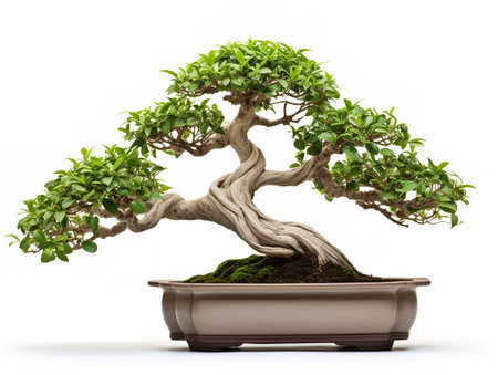 Potted Bonsai Tree Miniature Garden Isolated on White Background AI Generatedの素材
