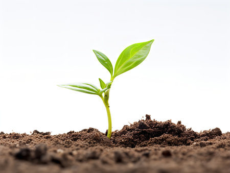 Sprouting Seedling Growth Potential Isolated on White Background AI Generatedの素材