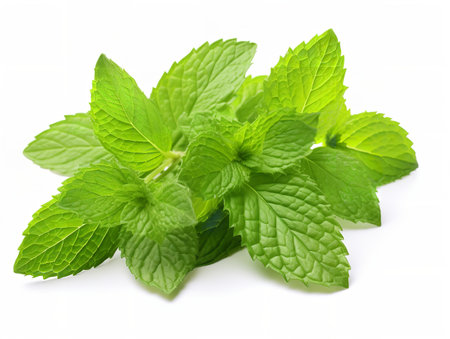 Fresh Mint Leaf Herbal Organic Isolated on White Background AI Generatedの素材