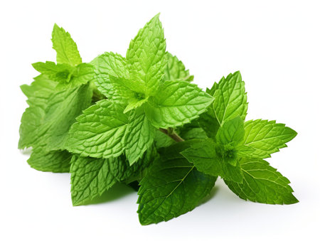 Fresh Mint Leaf Herbal Organic Isolated on White Background AI Generatedの素材