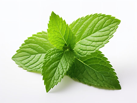 Fresh Mint Leaf Herbal Organic Isolated on White Background AI Generatedの素材