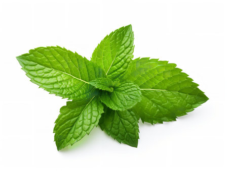 Fresh Mint Leaf Herbal Organic Isolated on White Background AI Generatedの素材