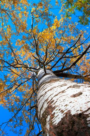 old birch at sunny october noonの写真素材