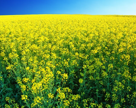 Beautiful yellow fieldの写真素材
