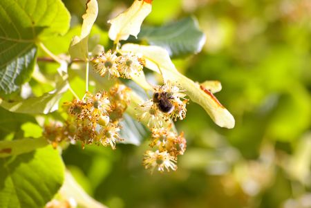 Lime flowers. Honeybee. Very fragrantly. Good background for postcard.の写真素材